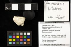 Foto (Objekt + Etiketten) von Glaessneropsis tribulosa (Schweitzer & Feldmann, 2009) 